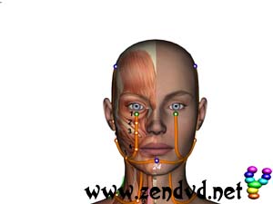 Magen  Zen Shiatsu Meridian Experience Reloaded Magen Zen Shiatsu Meridian Experience Reloaded