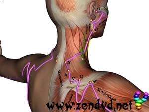 Small Intestine  Zen Shiatsu Meridian Experience Reloaded