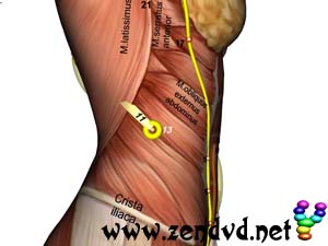 Spleen  Zen Shiatsu Meridian Experience Reloaded Spleen  Zen Shiatsu Meridian Experience Reloaded