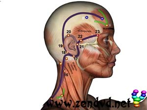 Triple Heater  Zen Shiatsu Meridian Experience Reloaded Triple Heater  Zen Shiatsu Meridian Experience Reloaded